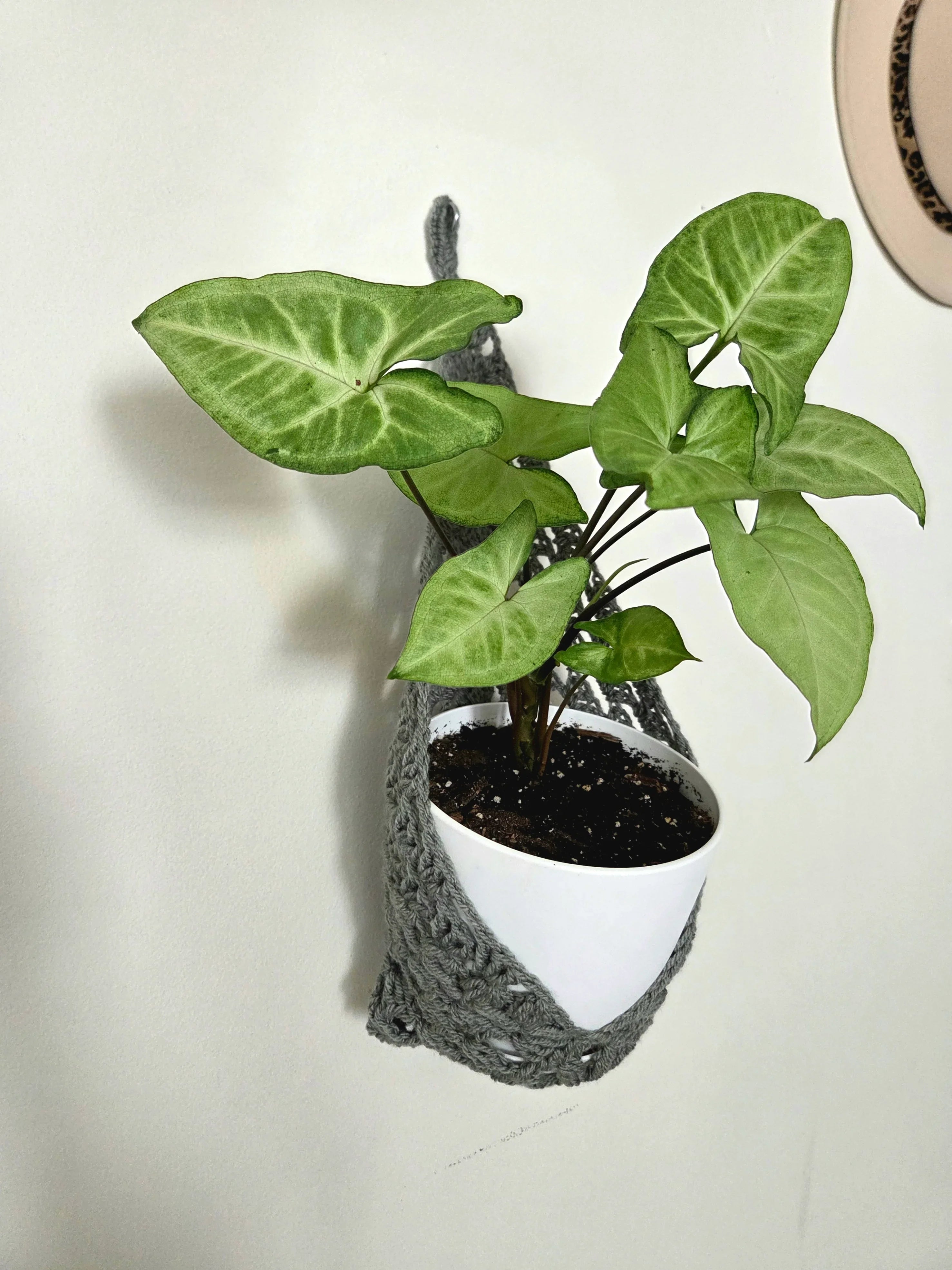 Crochet Wall Pocket Hanger - Handmade by Erika Liesel